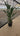 Strelitzia Reginae Vaso 45 - Vivaio Garden Forest (47844653)