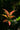 Eugenia Newport Vaso 24 - fogliame - Vivaio Garden Forest (48048171)