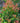 Eugenia Newport Vaso 24 - portamento - Vivaio Garden Forest (48048170)