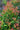 Eugenia Newport Vaso 24 - portamento - Vivaio Garden Forest (48048170)
