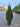 Thuja Occidentalis Smaragd Vaso 30 - Vivaio Garden Forest (47844673)