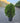 Thuja Orientalis Aurea Nana Vaso 24 - Vivaio Garden Forest (47844674)