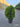 Thuja Orientalis Aurea Nana Vaso 24 - Vivaio Garden Forest (47844674)