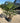 Trachycarpus Fortunei Vaso 30 H Tr 20 30 Lt 18 - Vivaio Garden Forest (47844675)
