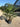 Trachycarpus Fortunei Vaso 30 H Tr 20 30 Lt 18 - Vivaio Garden Forest (47844675)