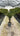 Trachycarpus Fortunei Vaso 35 H Tr 30 40 - Vivaio Garden Forest (47844676)