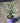 Tulbaghia Violacea (Aglio Societario) Vaso 18 - Vivaio Garden Forest (48048413)