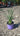 Tulbaghia Violacea (Aglio Societario) Vaso 18 - Vivaio Garden Forest (48048413)