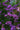 Verbena Bonariensis Vaso 18 - fioritura - Vivaio Garden Forest (48048419)