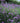 Verbena Bonariensis Vaso 18 - portamento - Vivaio Garden Forest (48048418)