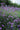 Verbena Bonariensis Vaso 18 - portamento - Vivaio Garden Forest (48048418)