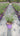 Verbena Bonariensis Vaso 18 - Vivaio Garden Forest (48048417)