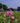 Verbena Rosa Vaso 18 - pianta adulta - Vivaio Garden Forest (48048422)