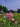 Verbena Rosa Vaso 18 - pianta adulta - Vivaio Garden Forest (48048422)