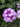 Verbena Rosa Vaso 18 - dettaglio - Vivaio Garden Forest (48048425)