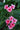 Verbena Rosa Vaso 18 - fioritura - Vivaio Garden Forest (48048423)