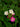 Verbena Rosa Vaso 18 - fogliame - Vivaio Garden Forest (48048424)