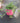 Verbena Rosa Vaso 18 - Vivaio Garden Forest (48048421)