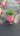 Verbena Rosa Vaso 18 - Vivaio Garden Forest (48048421)