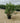 Viburnum Lucidum Cesp 50 - Vivaio Garden Forest (47844680)