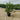 Viburnum Lucidum Cesp 50 - Vivaio Garden Forest (47844680)