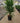 Yucca Elephantipes Multitronco 40 - Vivaio Garden Forest (47844700)