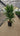 Yucca Elephantipes Multitronco 40 - Vivaio Garden Forest (47844700)
