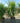 Yucca Elephantipes Multitronco 55 - Vivaio Garden Forest (47844706)
