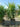 Yucca Elephantipes Multitronco 55 - Vivaio Garden Forest (47844706)