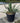 Yucca Gloriosa Variegata Vaso 30 - Vivaio Garden Forest (47844742)