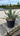 Yucca Gloriosa Variegata Vaso 30 - Vivaio Garden Forest (47844742)