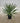 Yucca Gloriosa Vaso 24 - Vivaio Garden Forest (47844743)