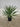 Yucca Gloriosa Vaso 24 - Vivaio Garden Forest (47844743)