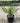 Yucca Gloriosa Vaso 30 - Vivaio Garden Forest (47844745)