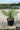 Yucca Gloriosa Vaso 30 - Vivaio Garden Forest (47844745)