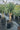 Yucca Gloriosa Vaso 50 - Vivaio Garden Forest (47844747)