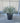 Yucca Rostrata Vaso 45 Lt 35 - Vivaio Garden Forest (47844766)