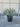 Yucca Rostrata Vaso 45 Lt 35 - Vivaio Garden Forest (47844766)