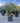 Yucca Rostrata Vaso 50 H Tr 20 30 - Vivaio Garden Forest (47844767)