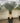 Yucca Rostrata Vaso 60 H Tr 70 80 - Vivaio Garden Forest (47844768)