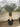 Yucca Rostrata Vaso 60 H Tr 70 80 - Vivaio Garden Forest (47844768)