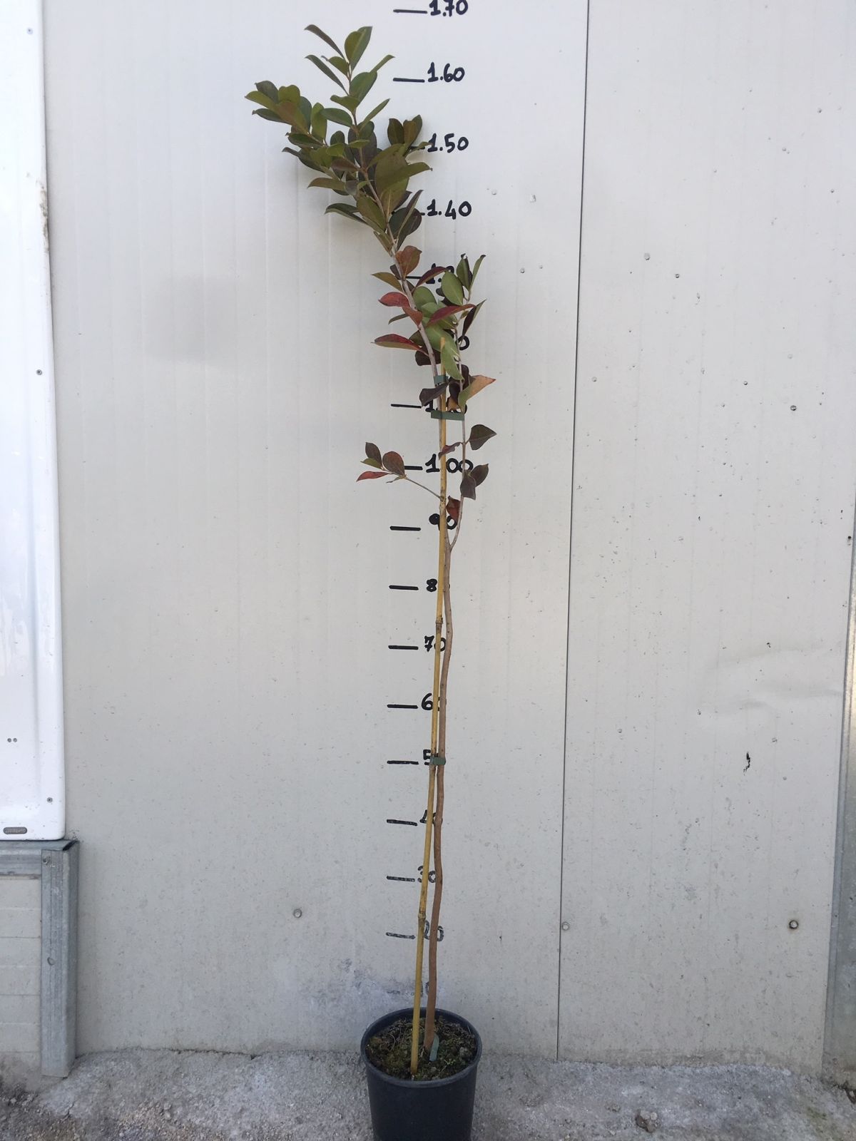 Pianta Di Guava Rossa (Psidium Cattleianum) - Vaso 18 Cm, Altezza 100-120 Cm - Foto 4