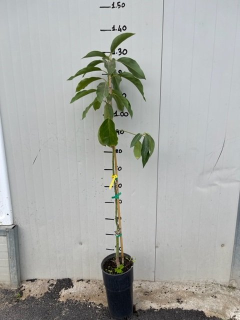PIANTA DI CASTAGNO ALBERO altezza 150/160cm anni due in vaso 20 (foto reali) eBa PIANTA DI CASTAGNO ALBERO altezza 150/160cm anni due in vaso 20 (foto reali) eBa