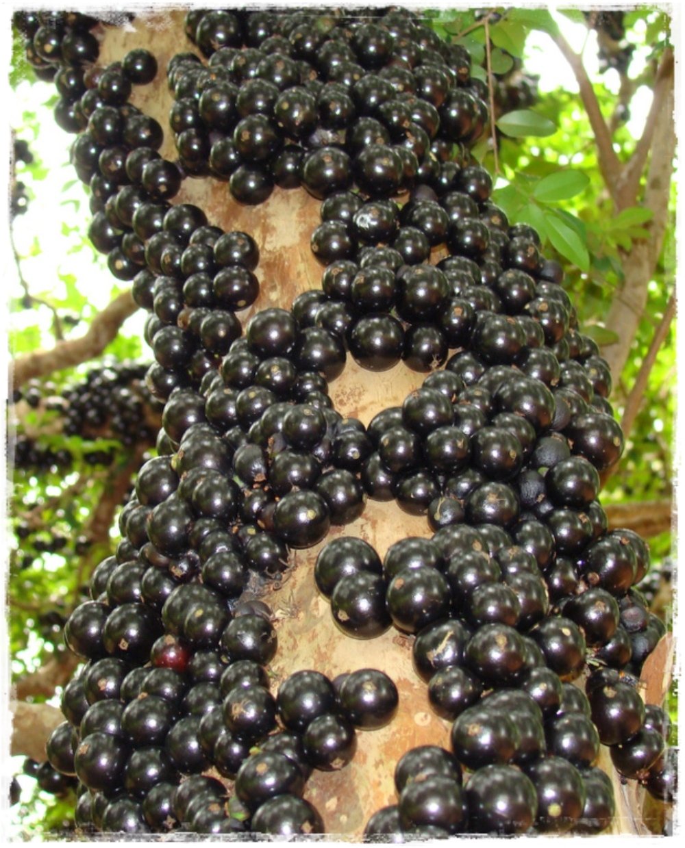 Pianta Da Frutto Esotica Tropicale 'Jabuticaba' Plinia - Foto 1