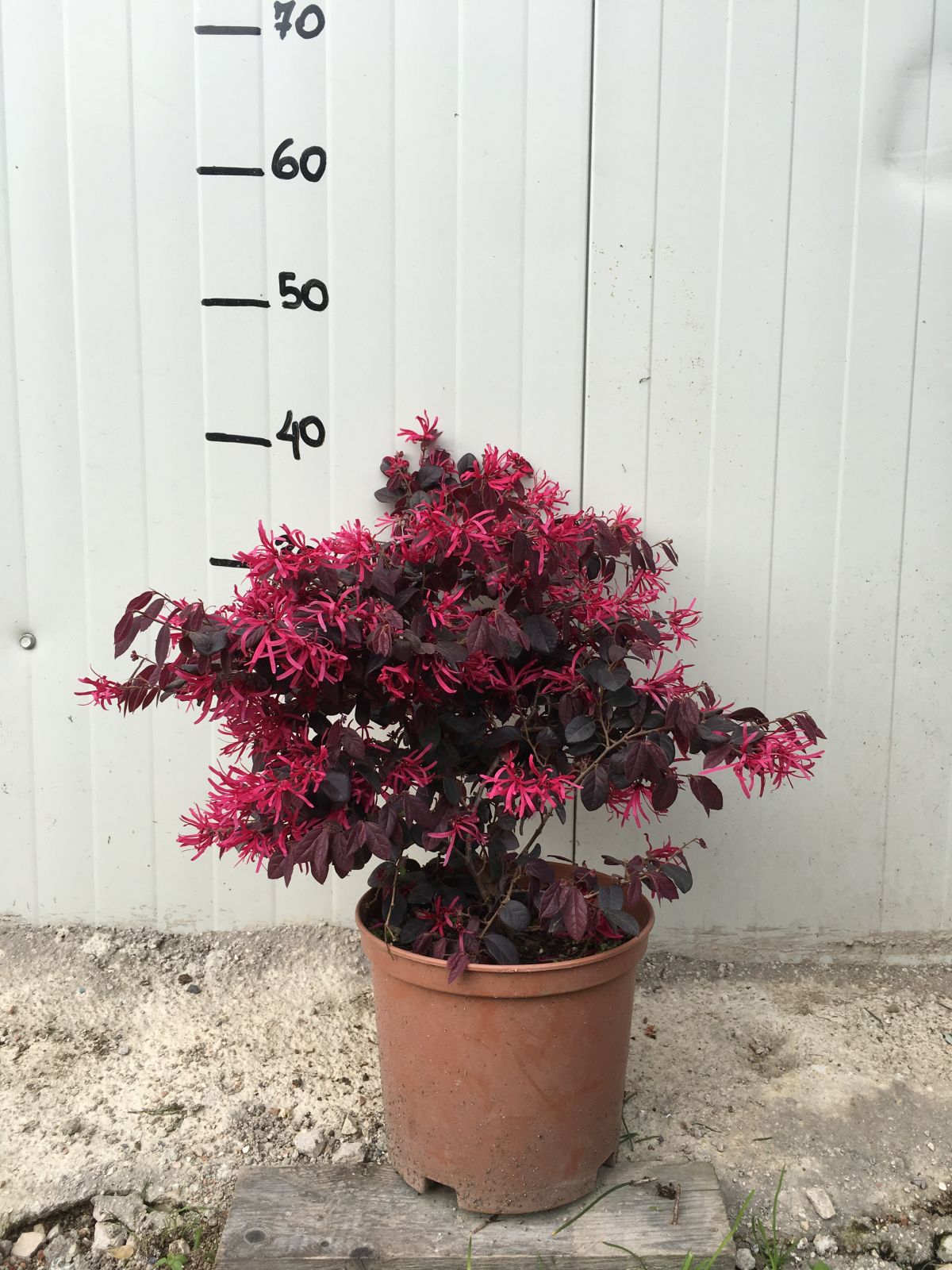 Pianta Vera Loropetalum Black Pearl Vaso 17cm – POWERS TO FLOWERS