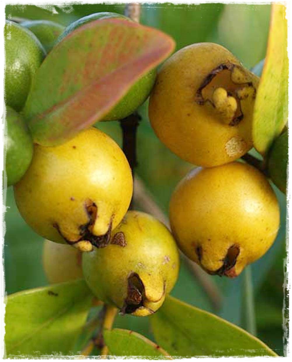 PIANTA DI GUAVA ROSA ‘Frutto Grande’ Psidium Guajava - in vaso EUR 33 PIANTA DI GUAVA ROSA ‘Frutto Grande’ Psidium Guajava - in vaso EUR 33
