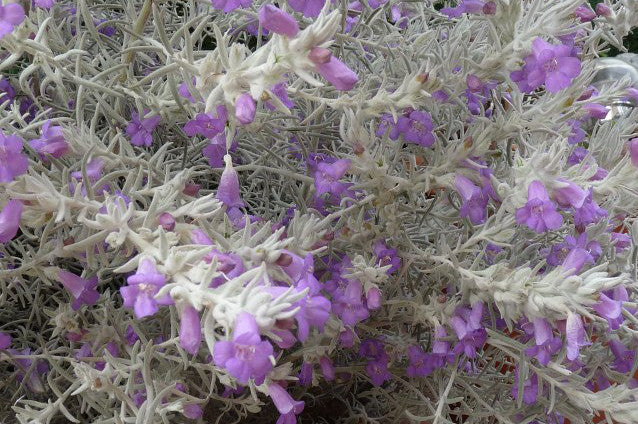 Eremophila Nivea vaso 24cm foto reali – Vivaio Garden Forest