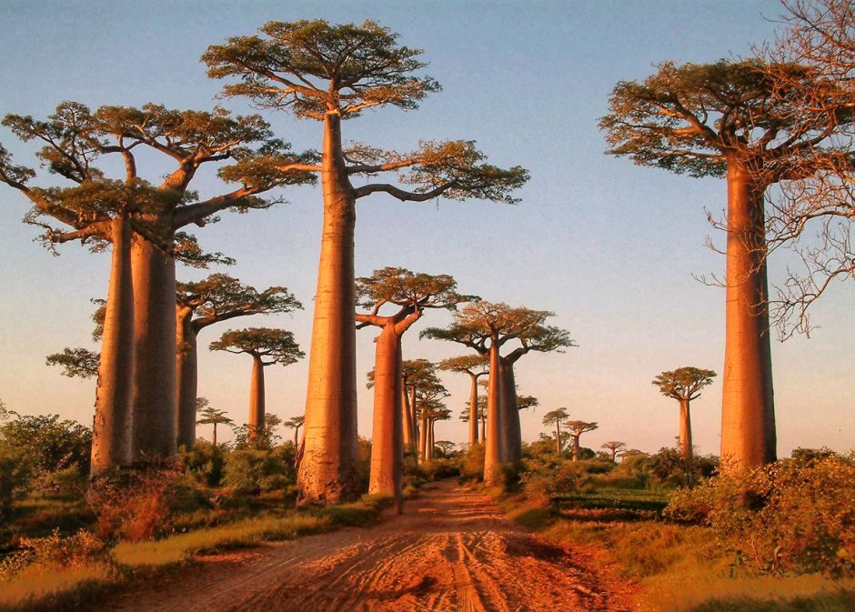 Adansonia digitata (Baobab africano) - la leggenda africana Adansonia digitata (Baobab africano) - la leggenda africana