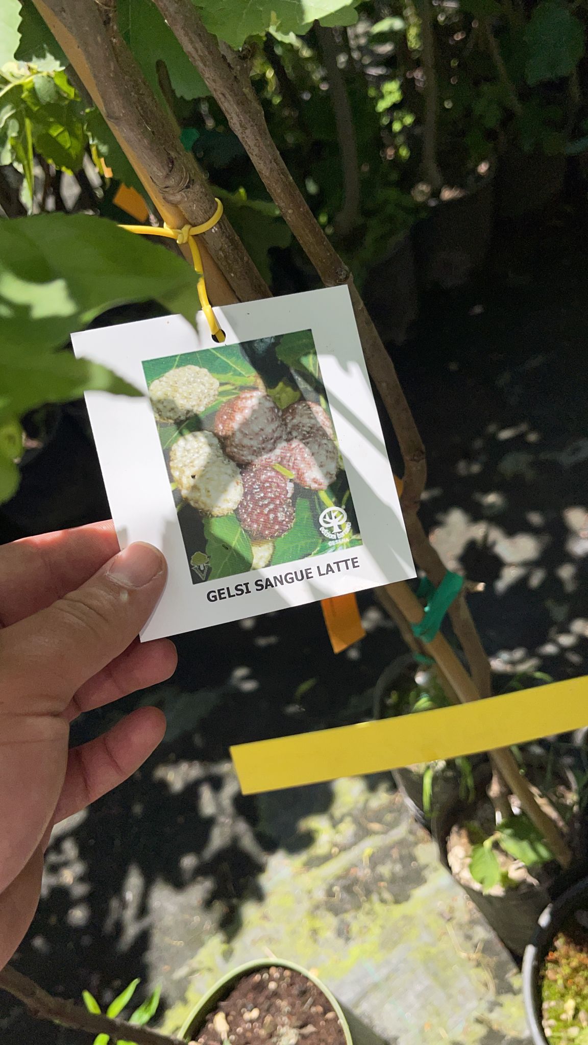 Pianta Di Gelso Nero In Vaso 24cm - Altezza 150cm, Frutti Commestibili - Foto 3