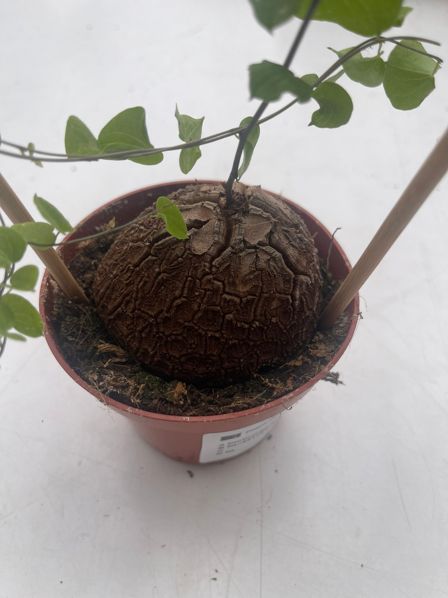 Pata de Elefante-Dioscorea Elephantipes-Testudinaria Elephantipes. – Para Mi Jardín Pata de Elefante-Dioscorea Elephantipes-Testudinaria Elephantipes. – Para Mi Jardín